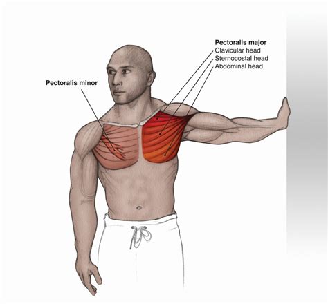 pectoralis minor tear test|minor pectoral muscle strain symptoms.